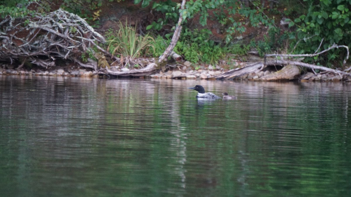 Common Loon - ML640186811