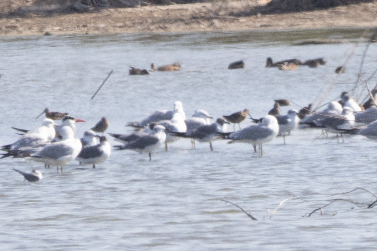 Laughing Gull - ML640186841