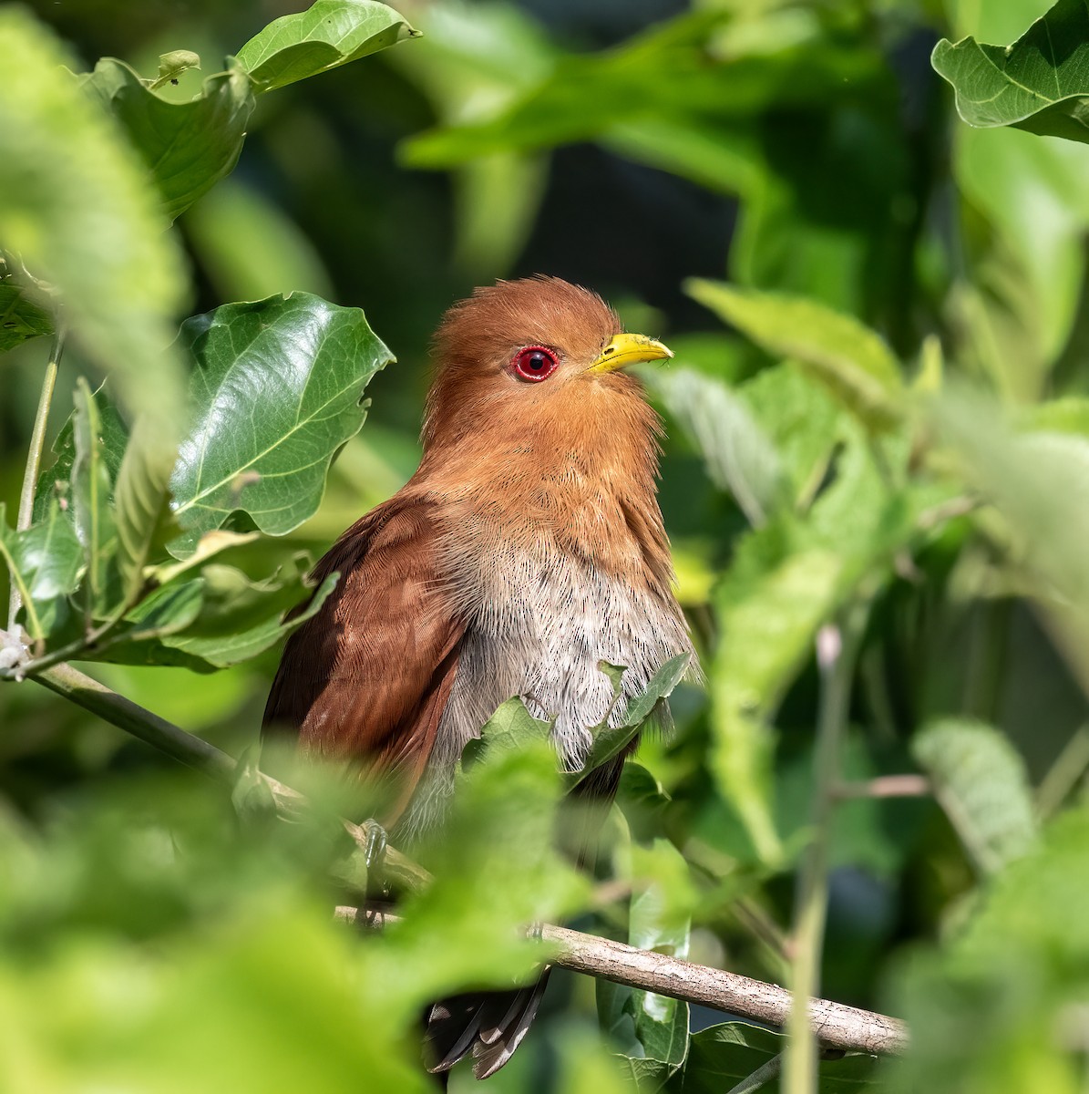 Little Cuckoo - ML640186876