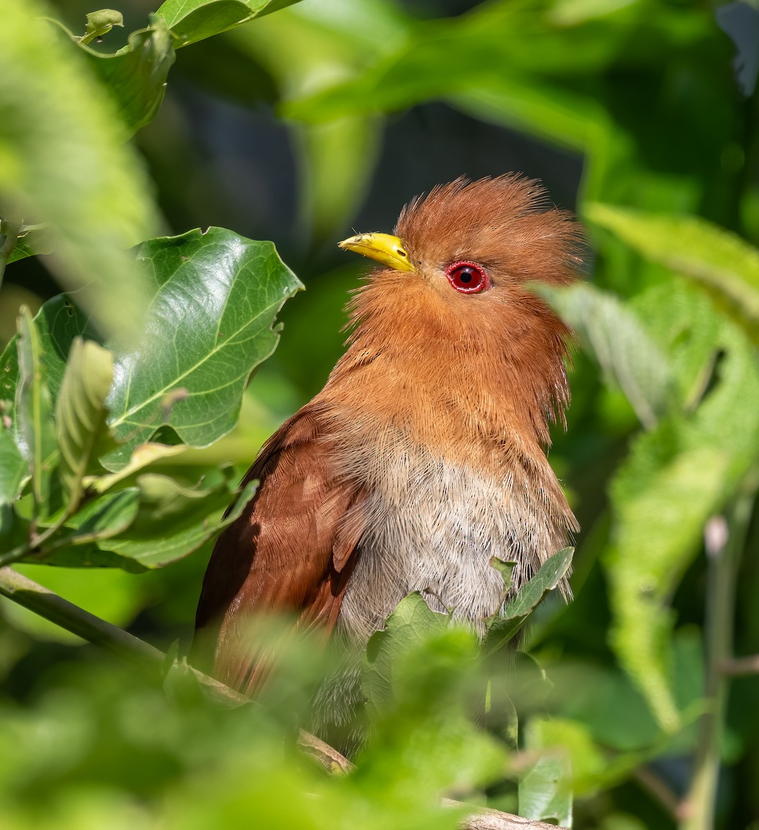 Little Cuckoo - ML640186877