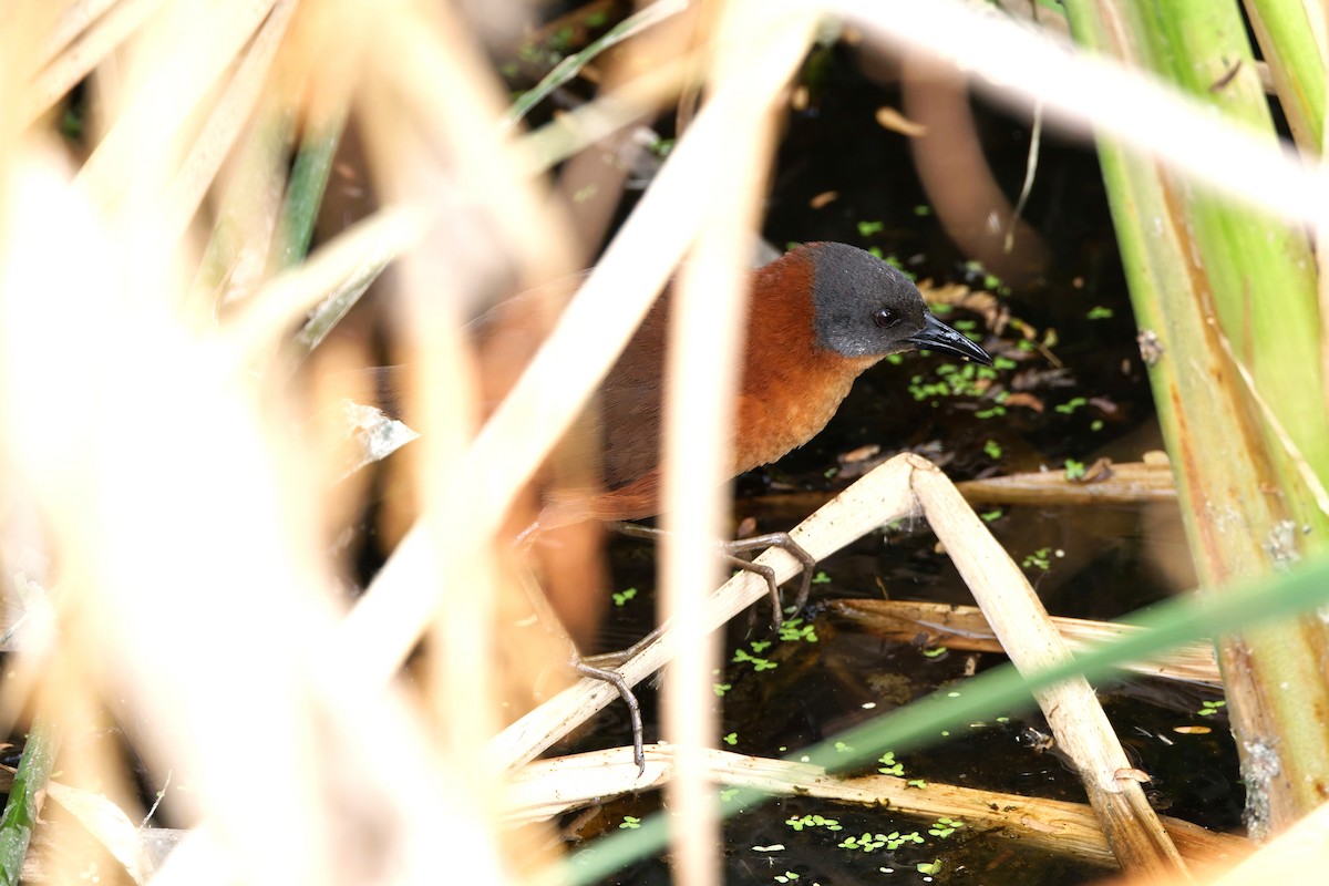 Ruddy Crake - ML640186897