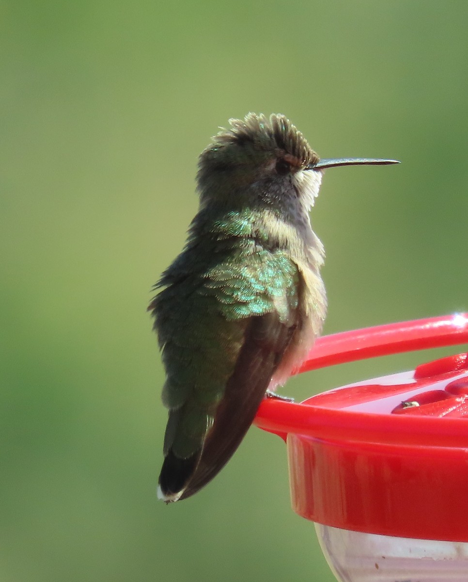Calliope Hummingbird - ML640186917