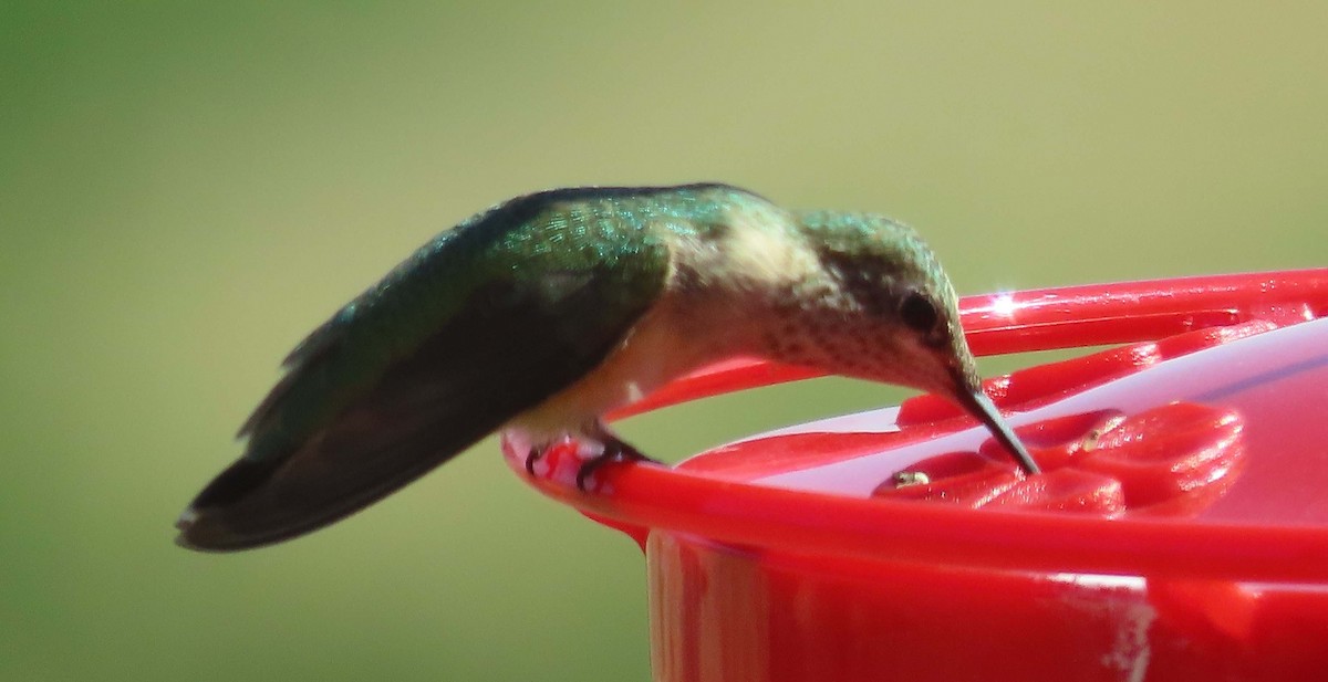 Calliope Hummingbird - ML640186924