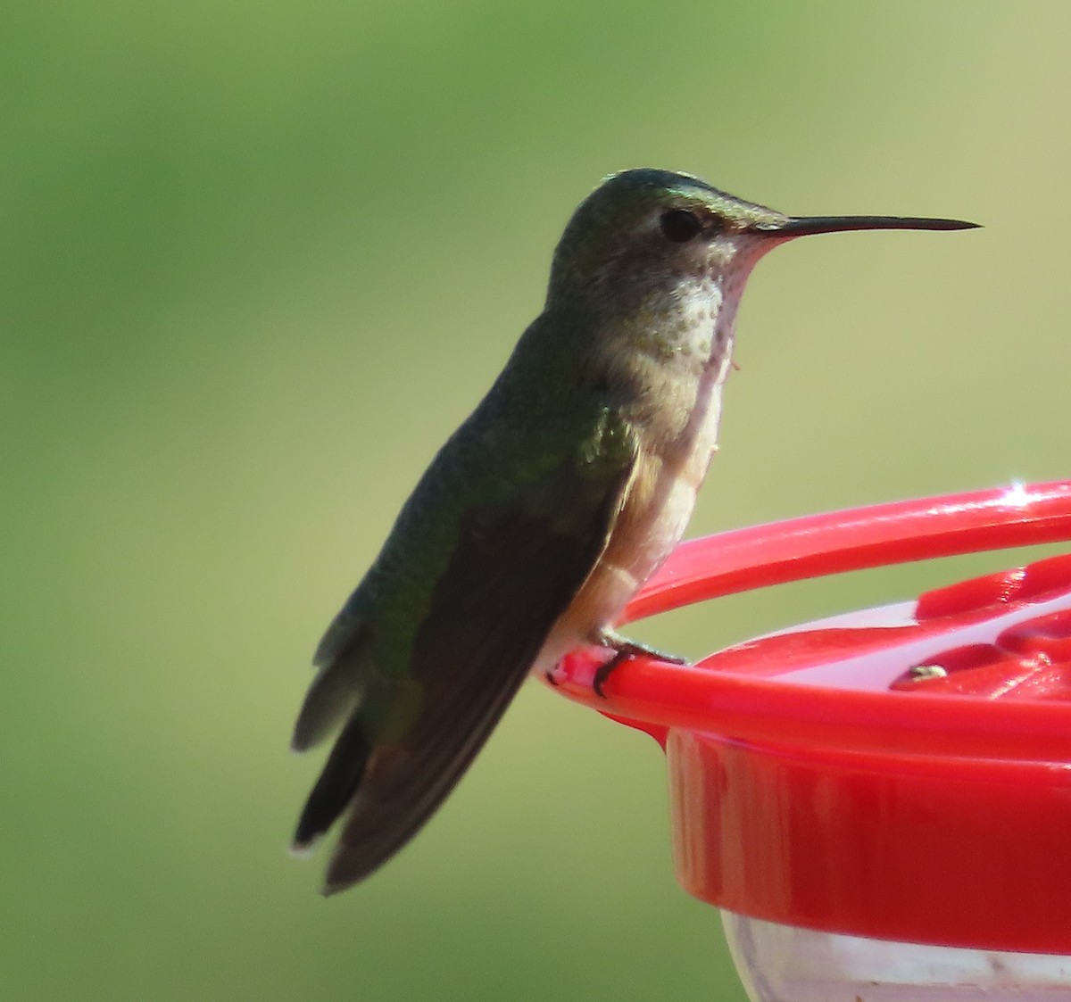 Calliope Hummingbird - ML640186929