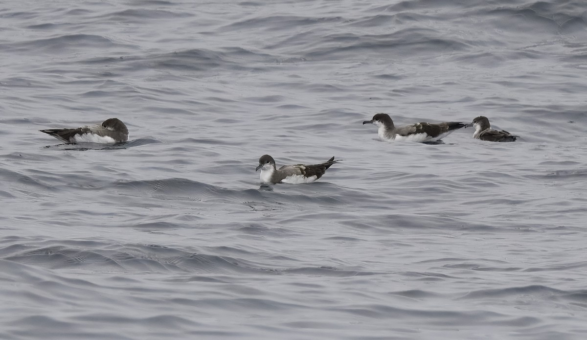 Buller's Shearwater - ML640186930