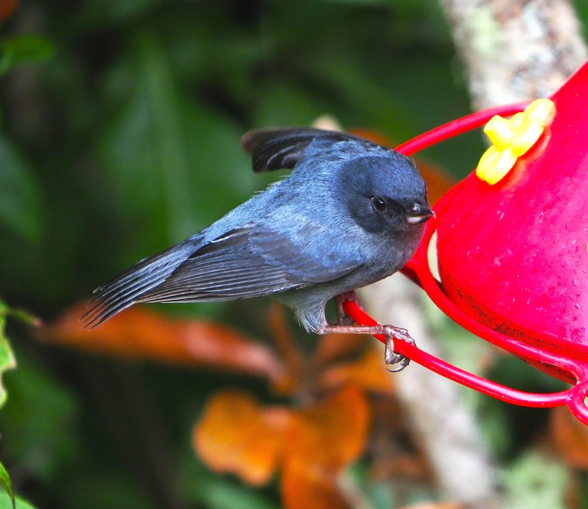 Slaty Flowerpiercer - ML640186988