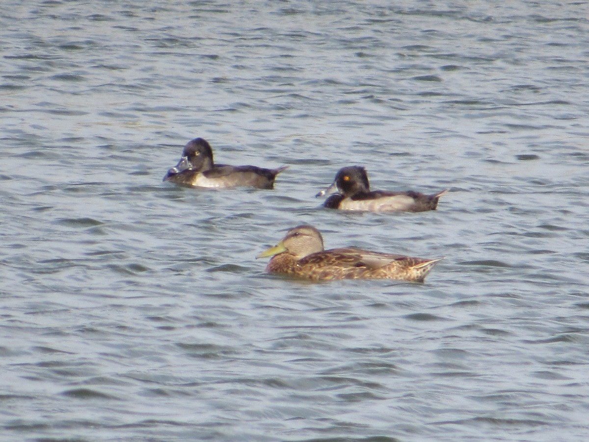 Ring-necked Duck - ML640186998