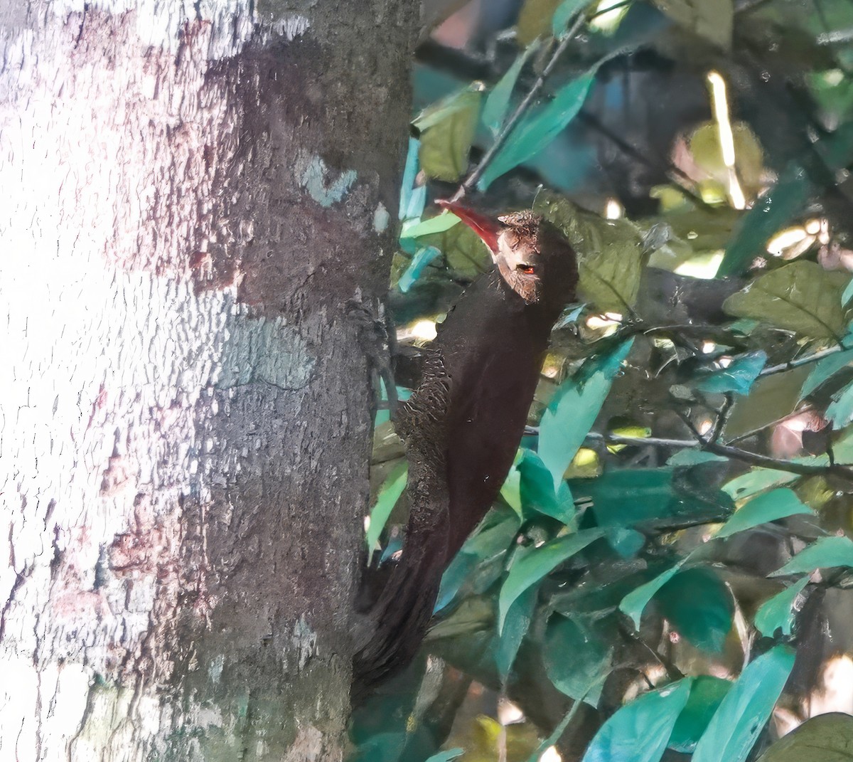 Bar-bellied Woodcreeper - ML640187037