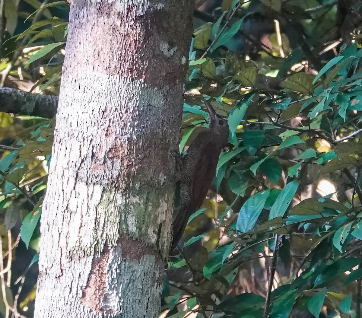 Bar-bellied Woodcreeper - ML640187038