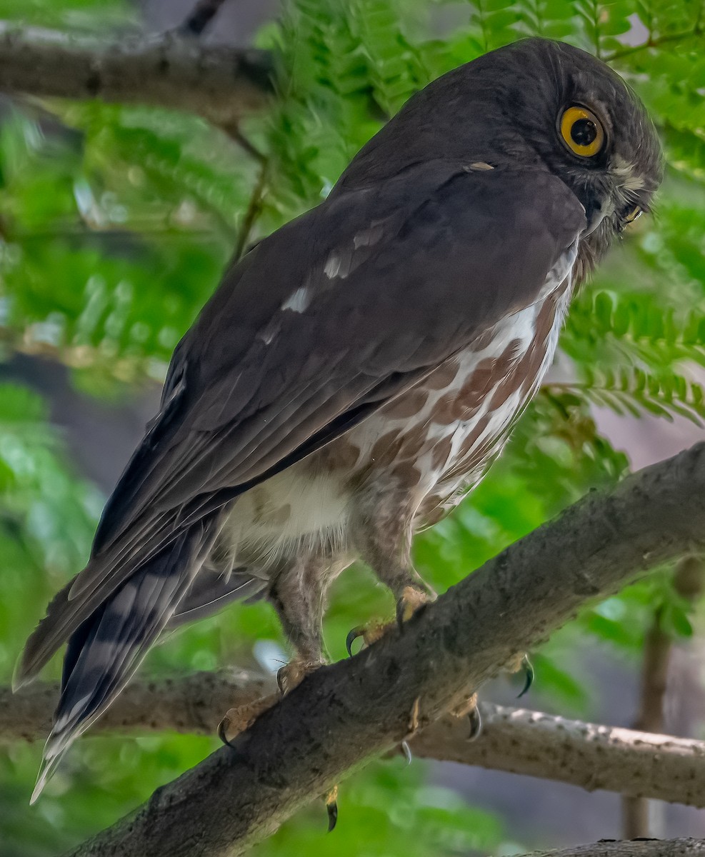 Brown Boobook - ML640187040