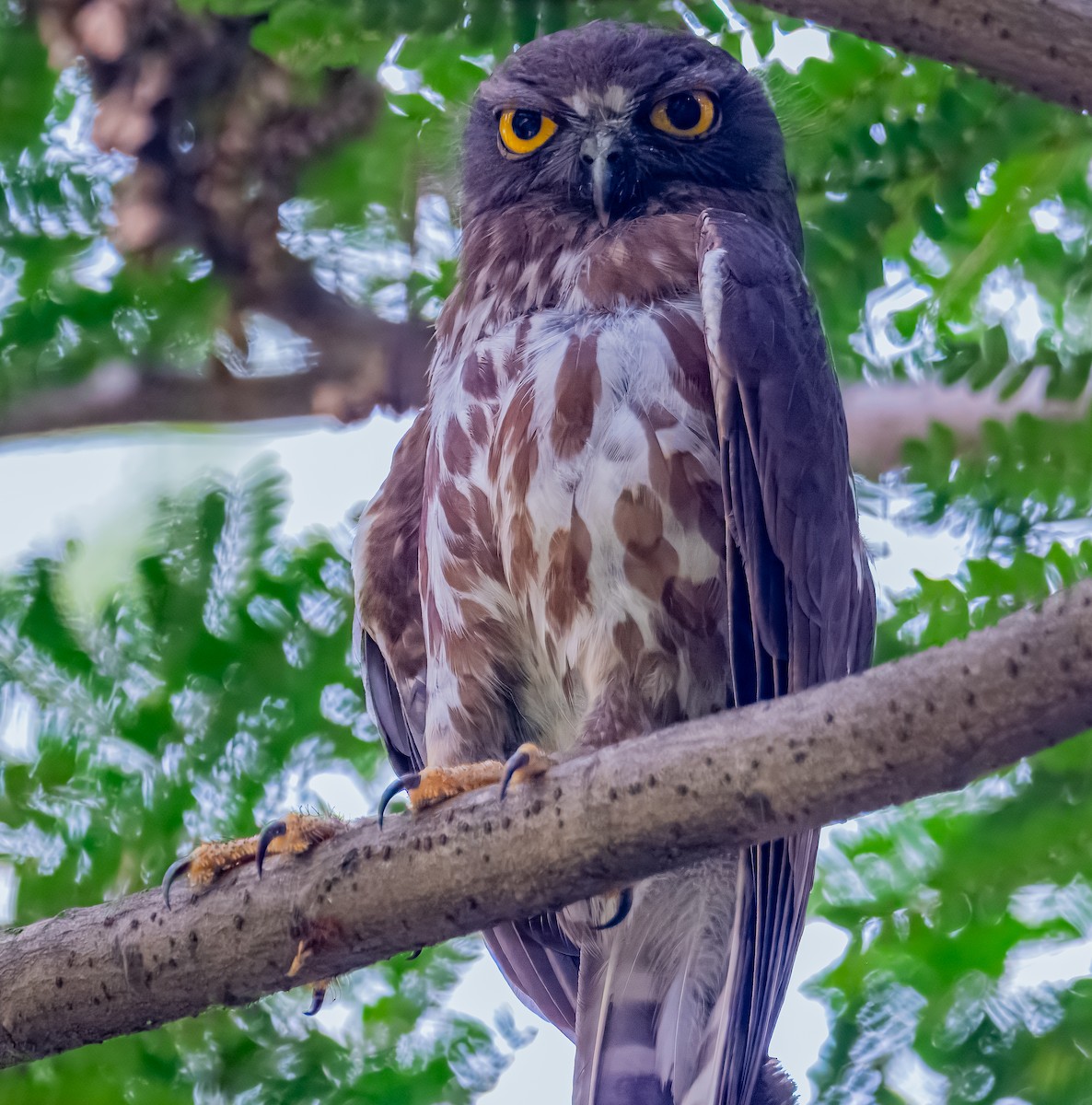 Brown Boobook - ML640187041