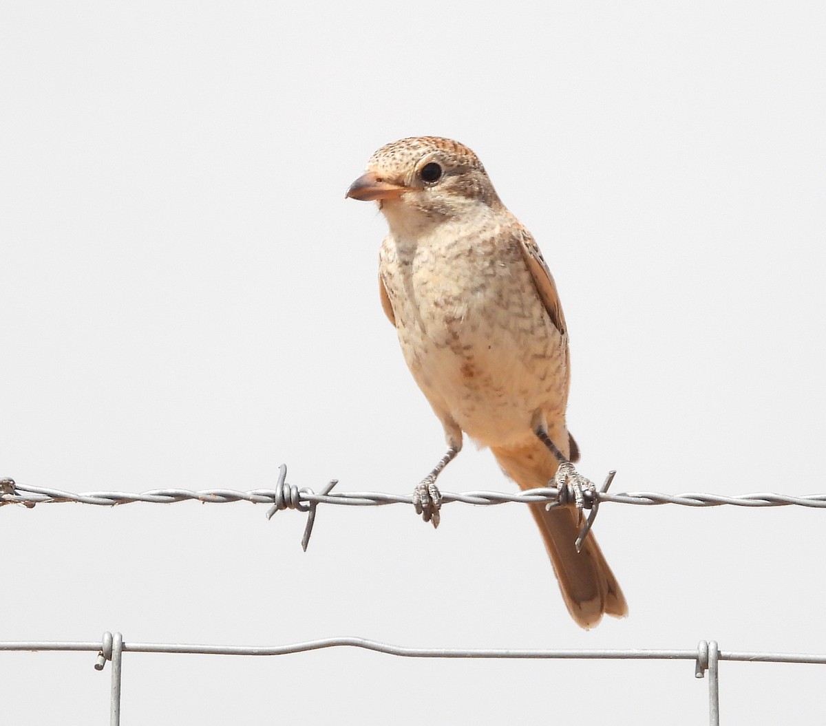 Woodchat Shrike - ML640187092