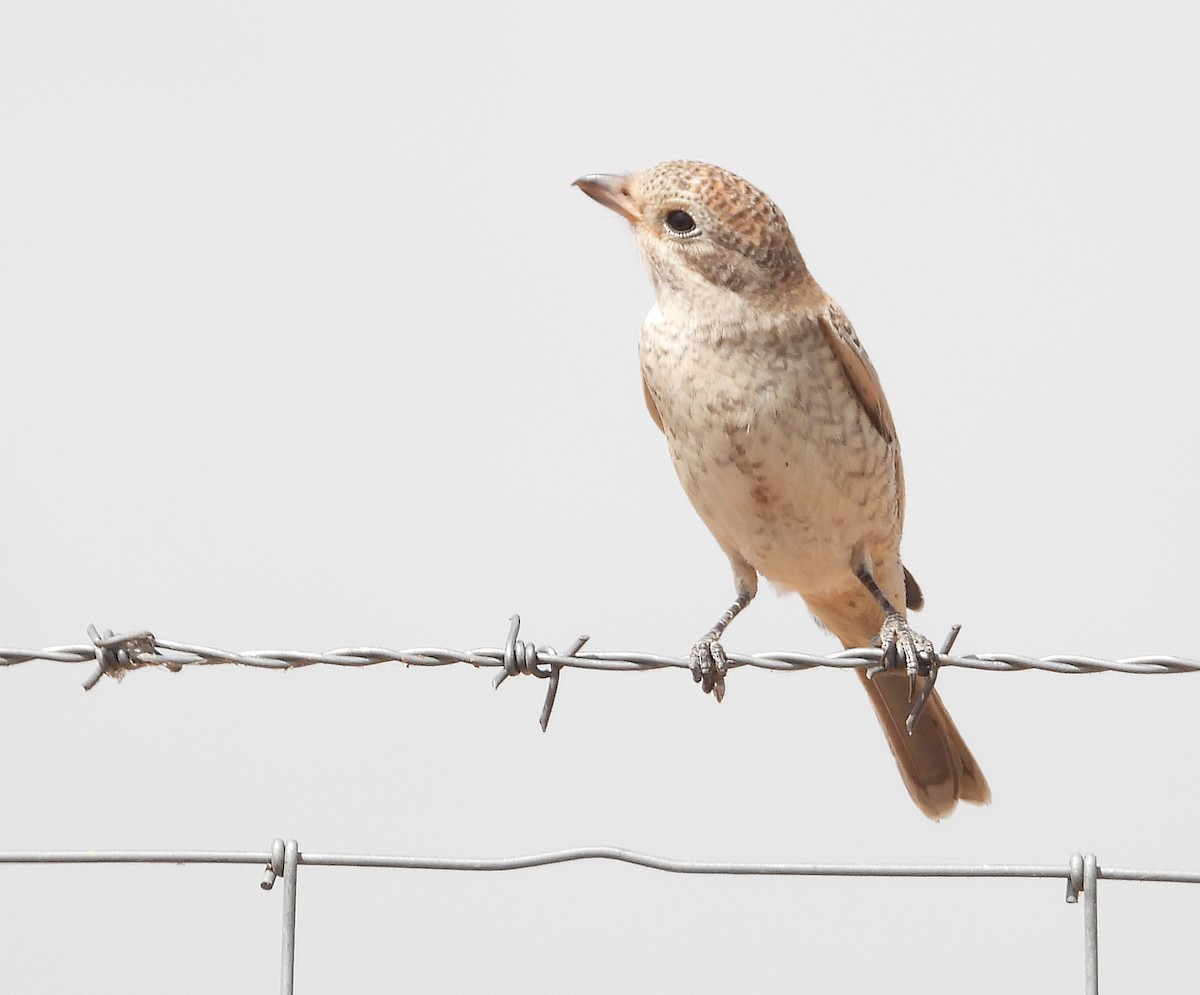 Woodchat Shrike - ML640187193