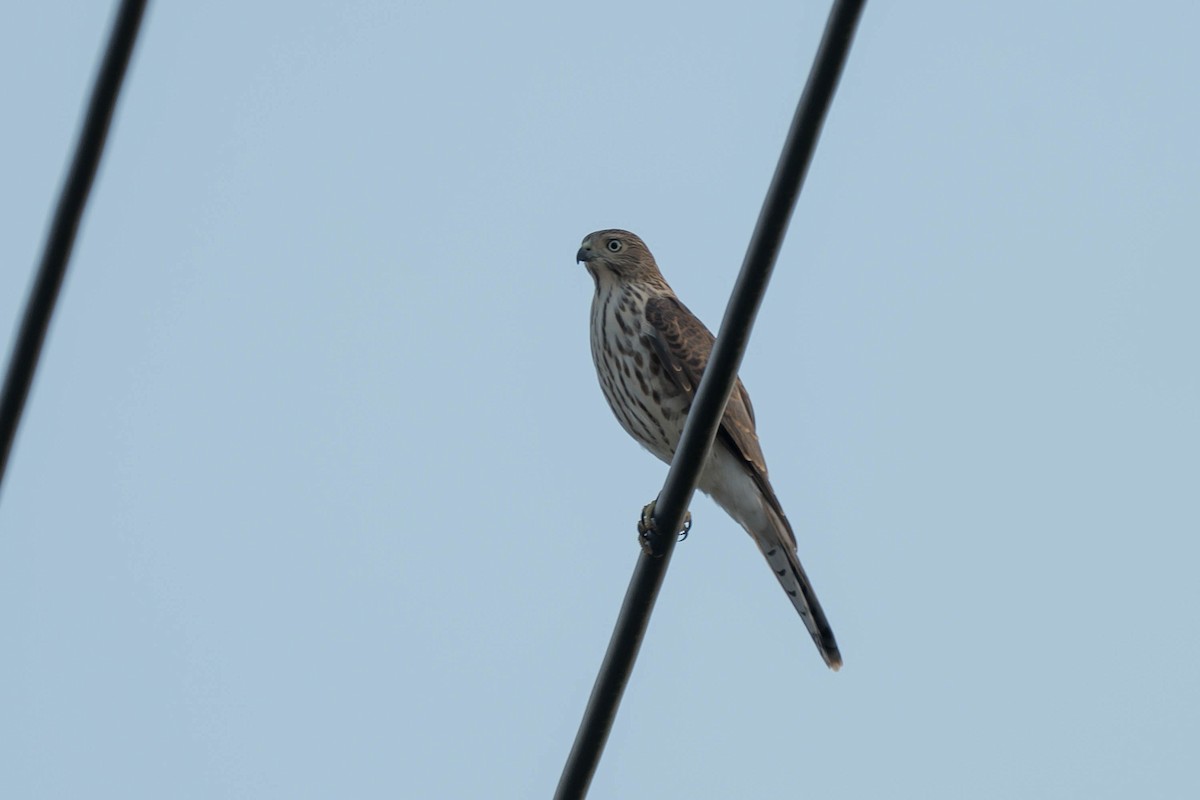 Shikra (Asian) - ML640187208