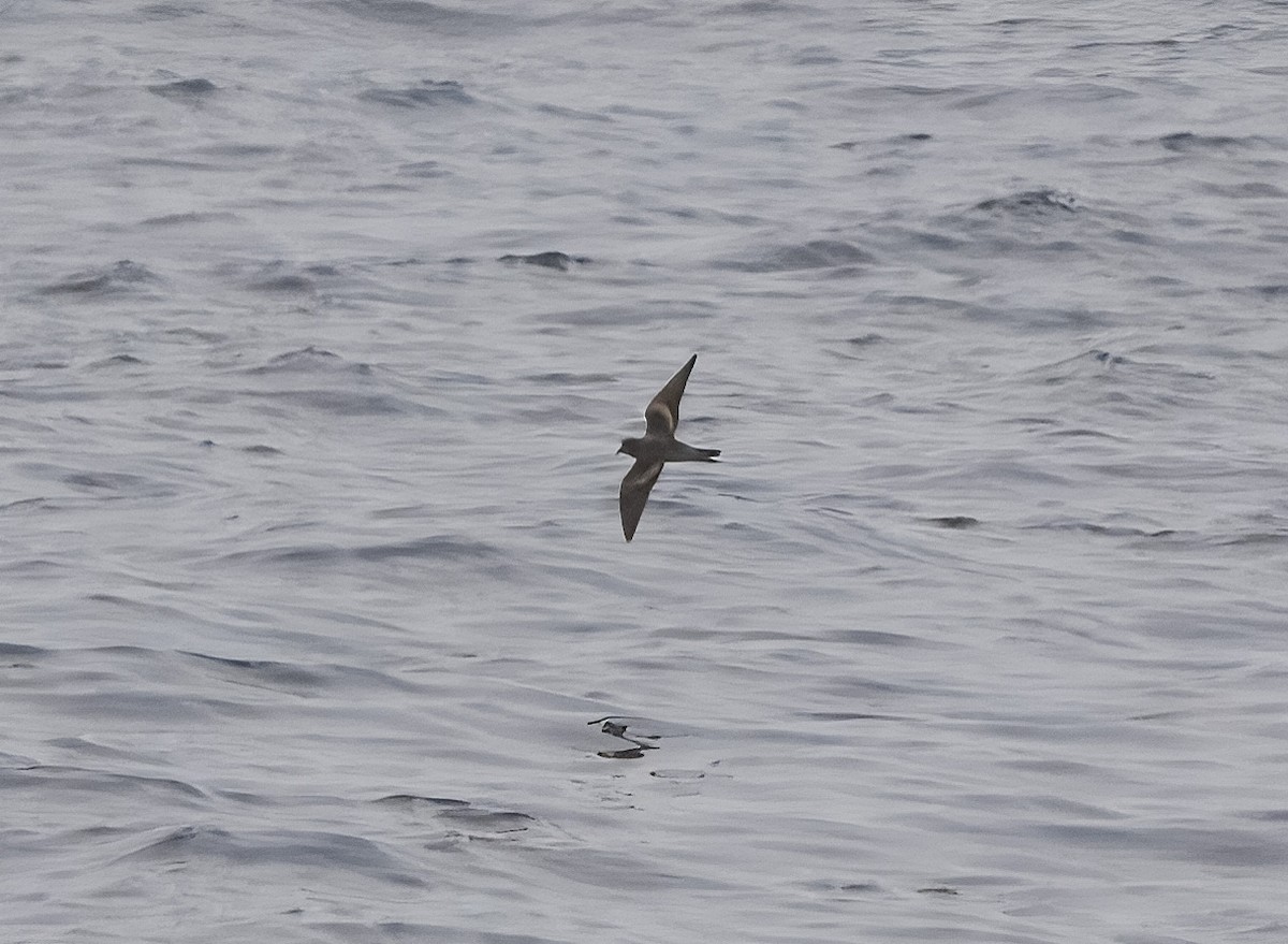 Ashy Storm-Petrel - ML640187222