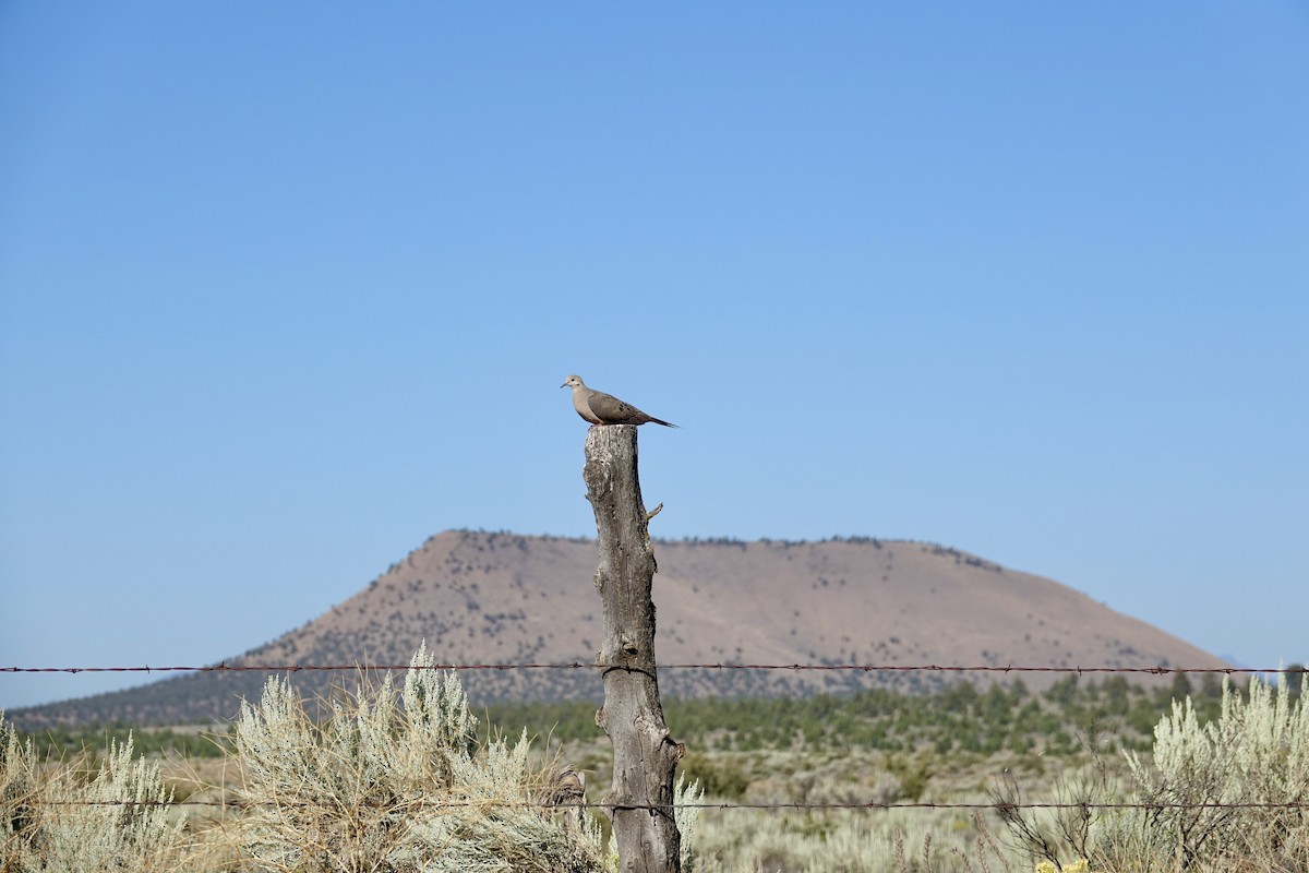 Mourning Dove - ML640187241