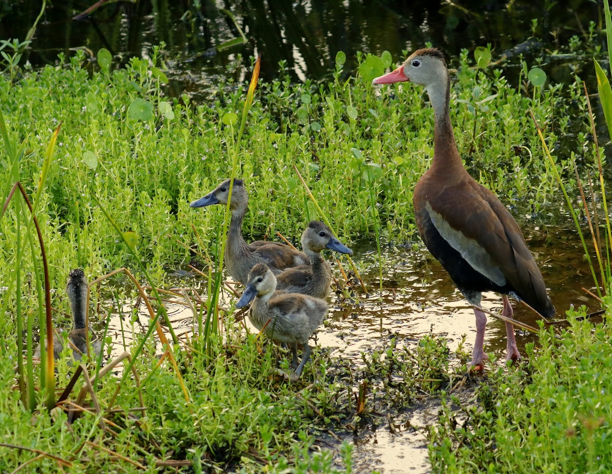 eBird Checklist - 12 Aug 2025 - Green Cay Wetlands & Nature Center - 36 ...