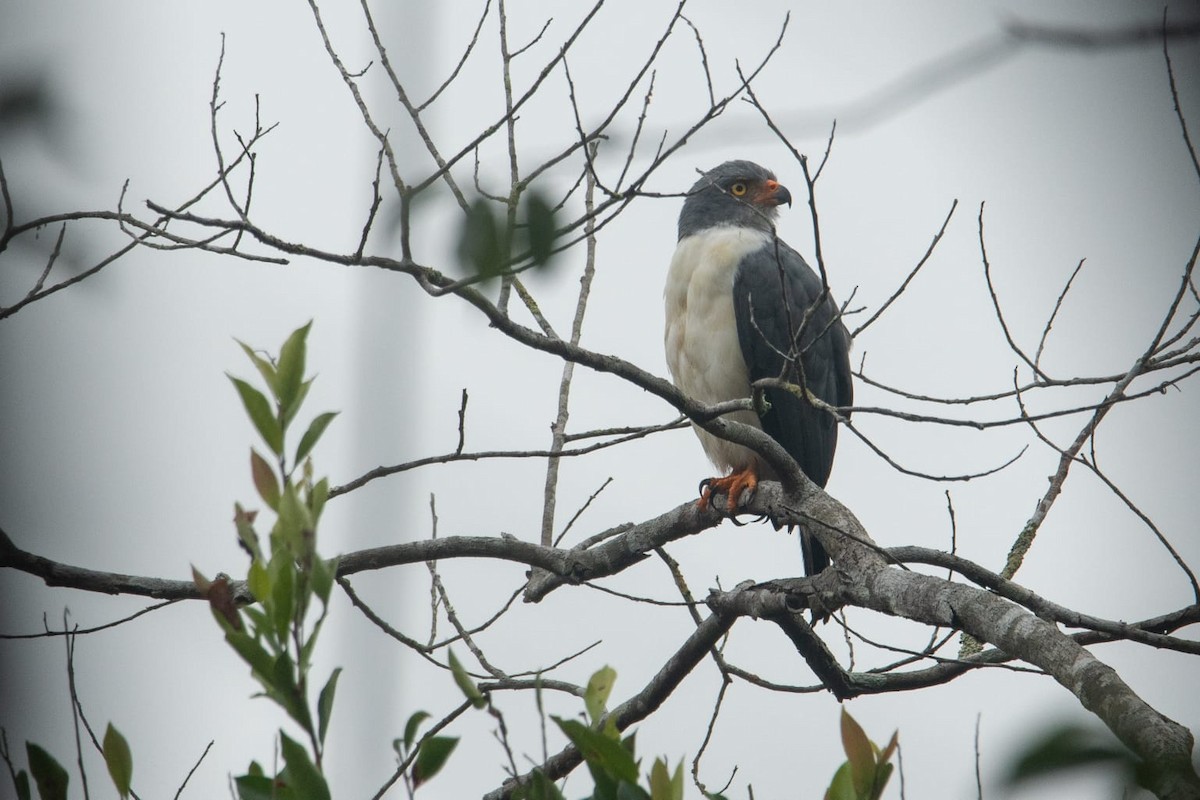 Semiplumbeous Hawk - ML640187327