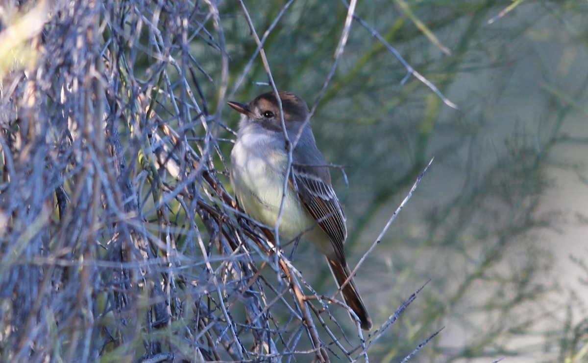 Copetón de Nutting - ML640187486
