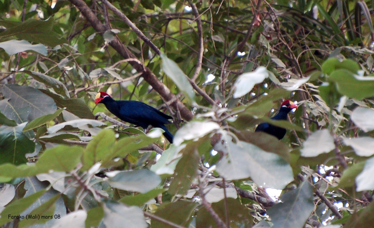 Turaco Violáceo - ML640187498