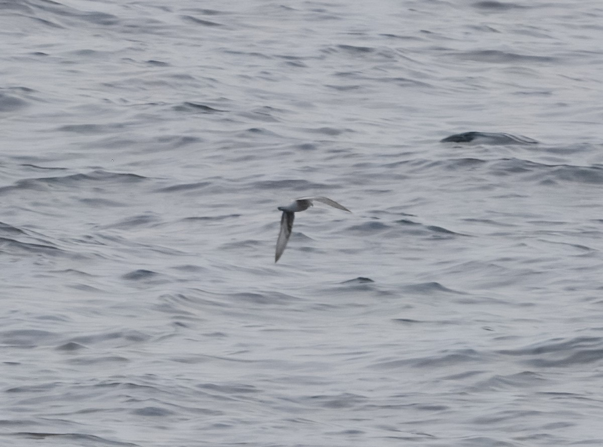 Fork-tailed Storm-Petrel - ML640187550