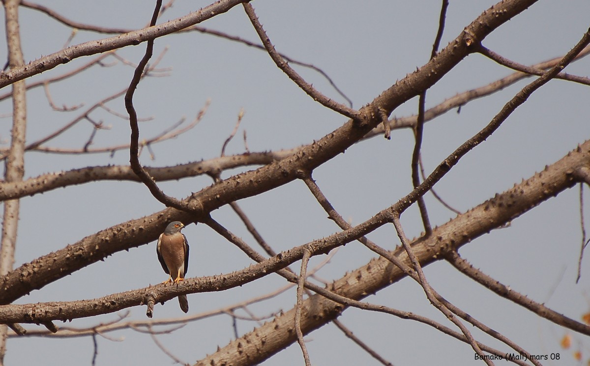 Shikra - ML640187648