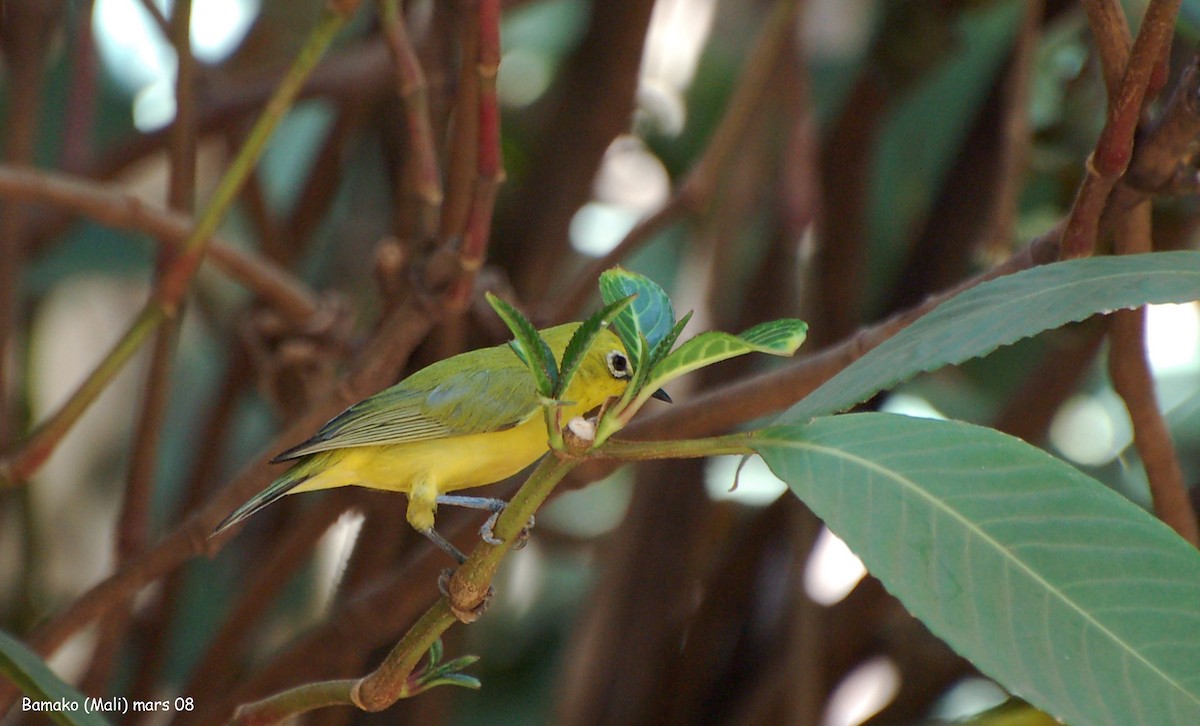 Northern Yellow White-eye - ML640187667