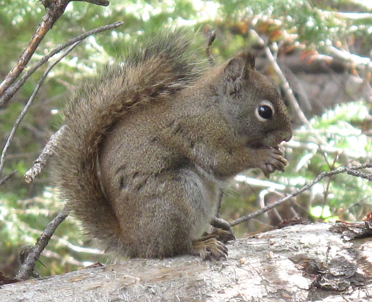 American Red Squirrel - ML640187682