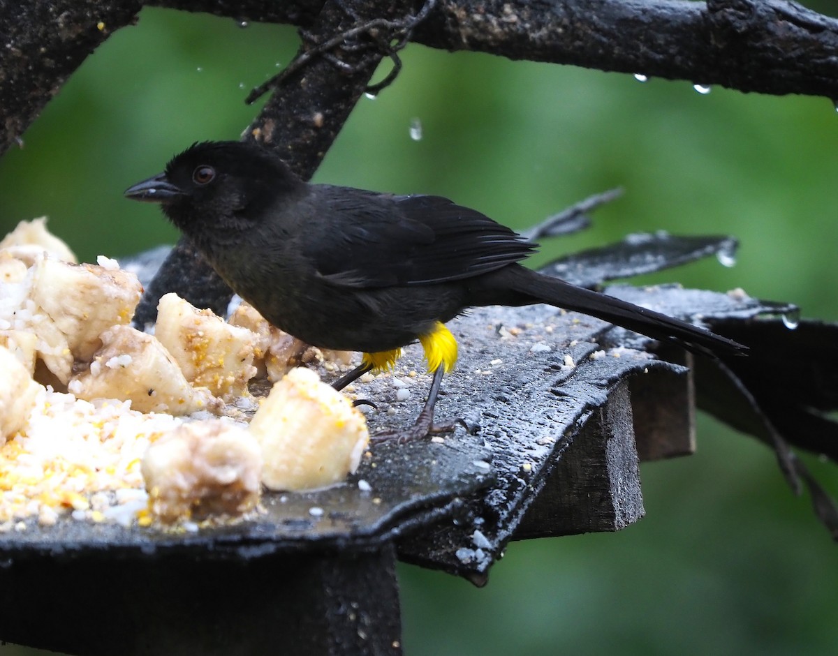 Yellow-thighed Brushfinch - ML640187698