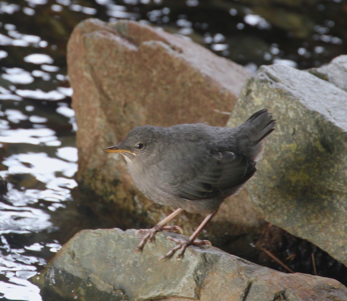 American Dipper - ML64018781