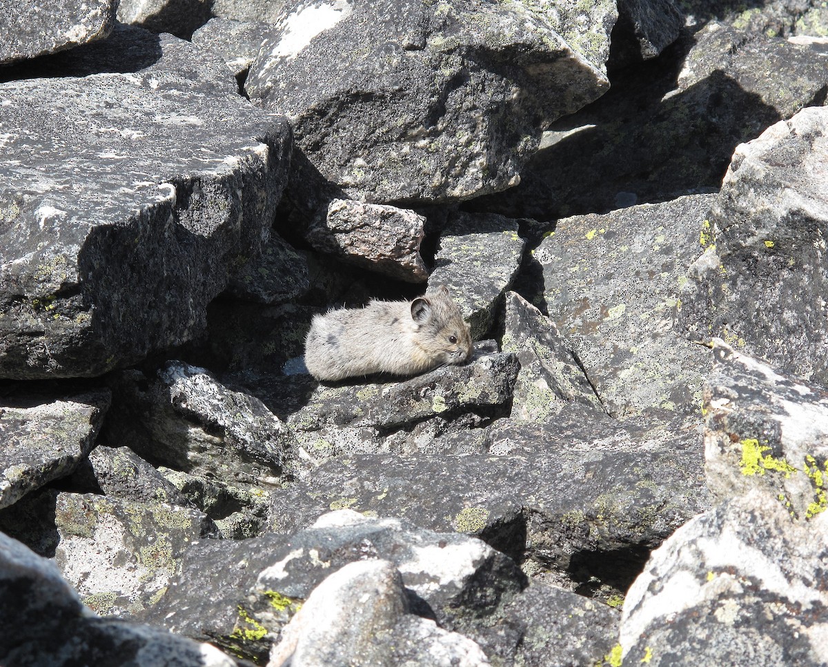 American Pika - ML640187838