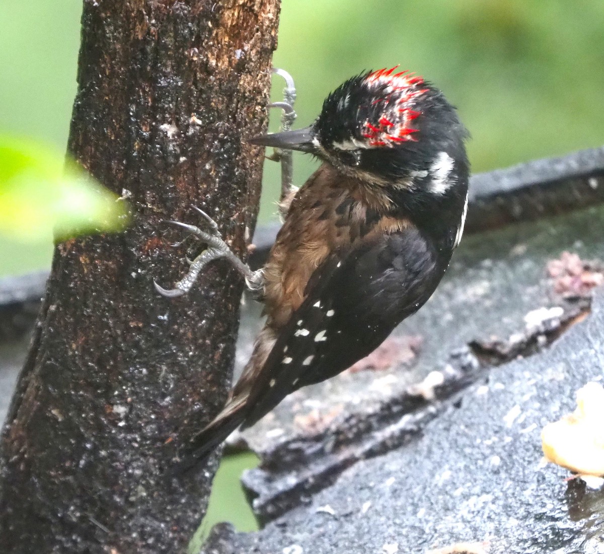 Hairy Woodpecker - ML640187840