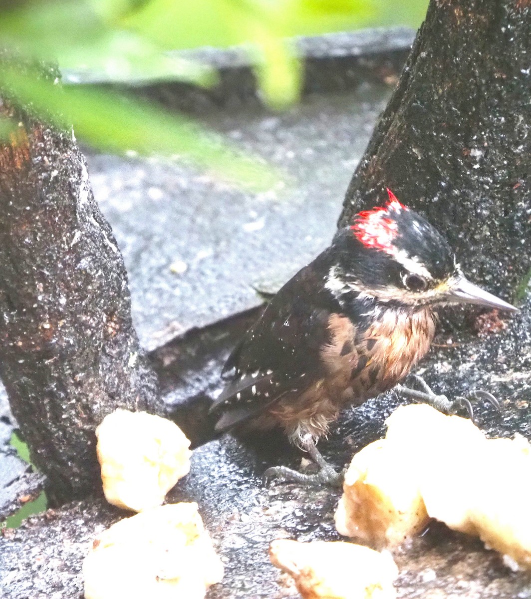 Hairy Woodpecker - ML640187856