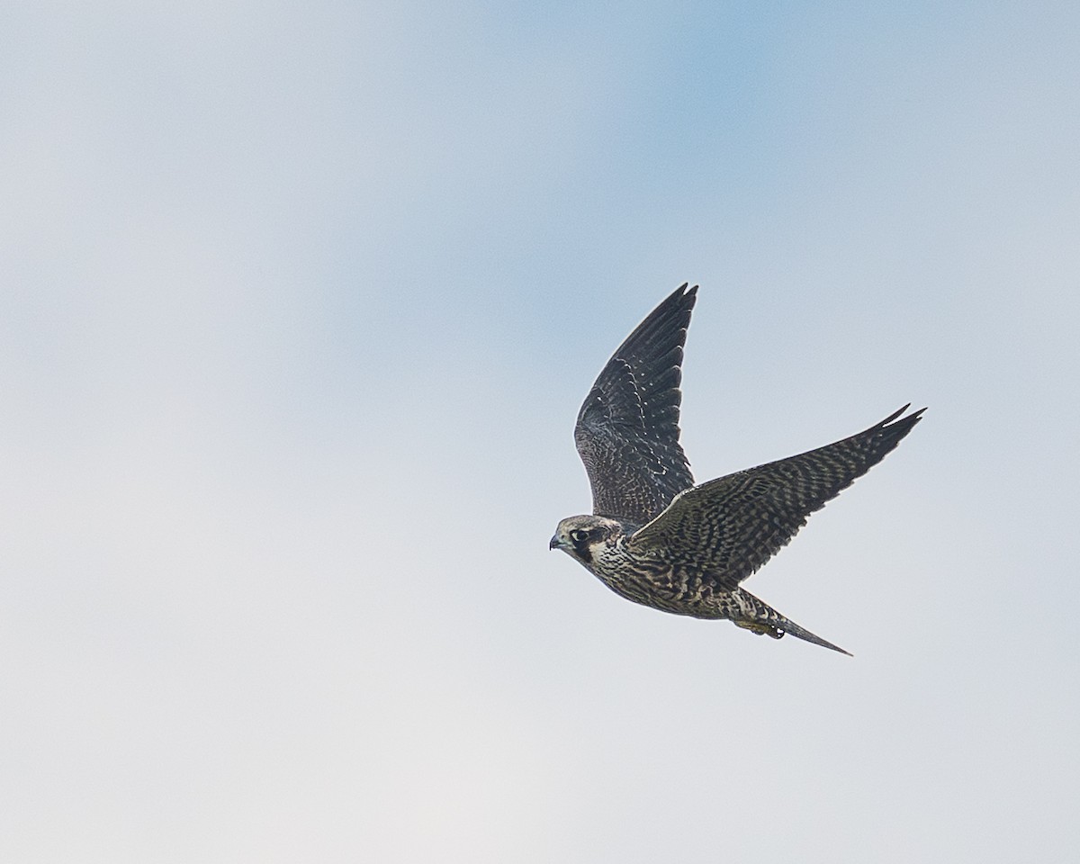 Peregrine Falcon - ML640187862