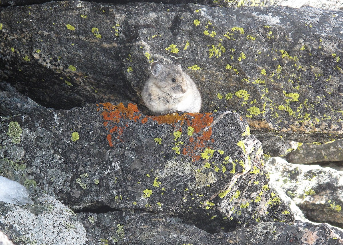 American Pika - ML640187895