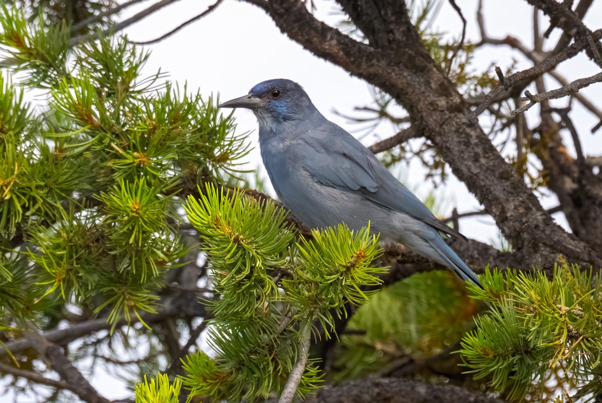 Pinyon Jay - ML640187927