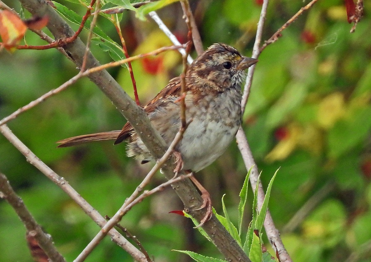 White-throated Sparrow - ML640187929