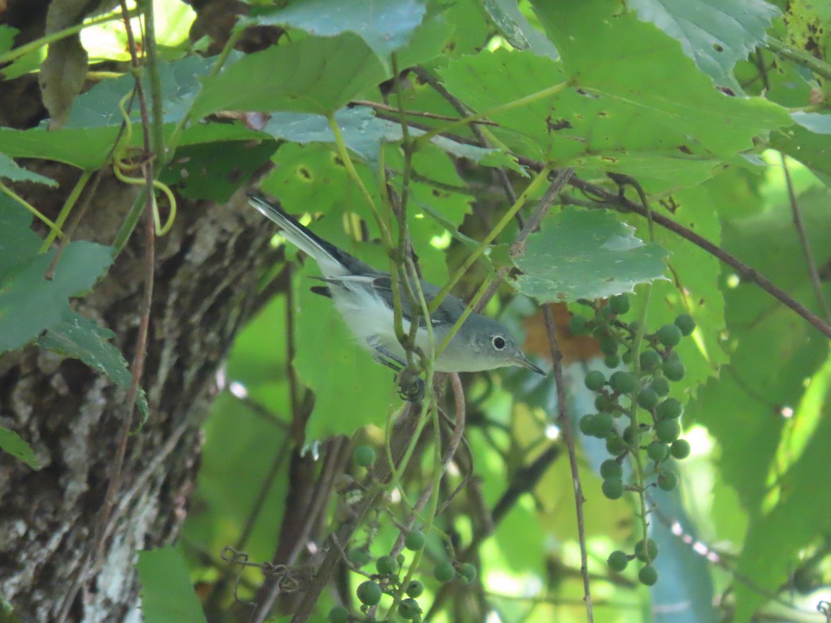 Blue-gray Gnatcatcher - ML640187932