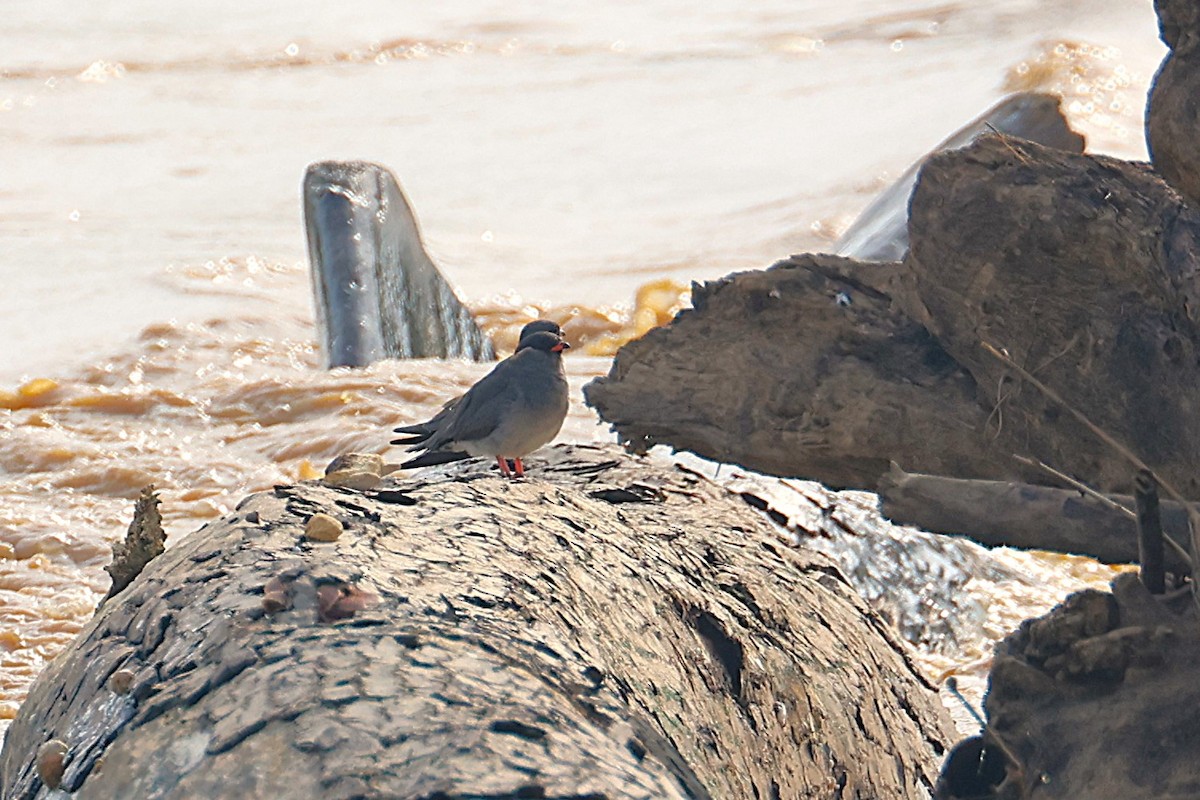 Rock Pratincole - ML640187971