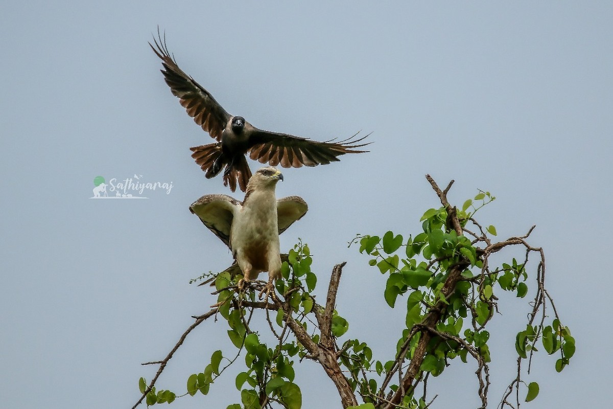 Oriental Honey-buzzard - ML640188062