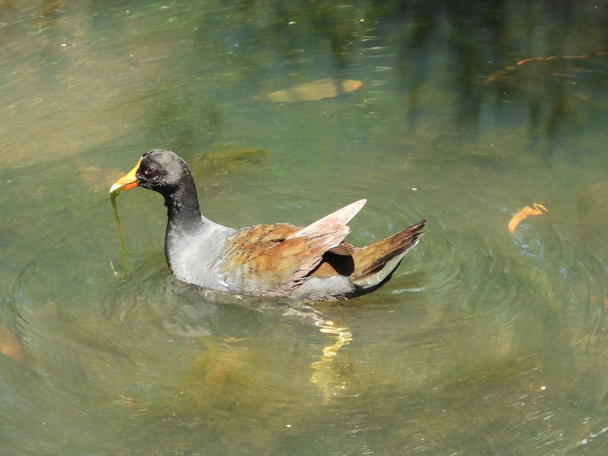 Common Gallinule - ML640188072