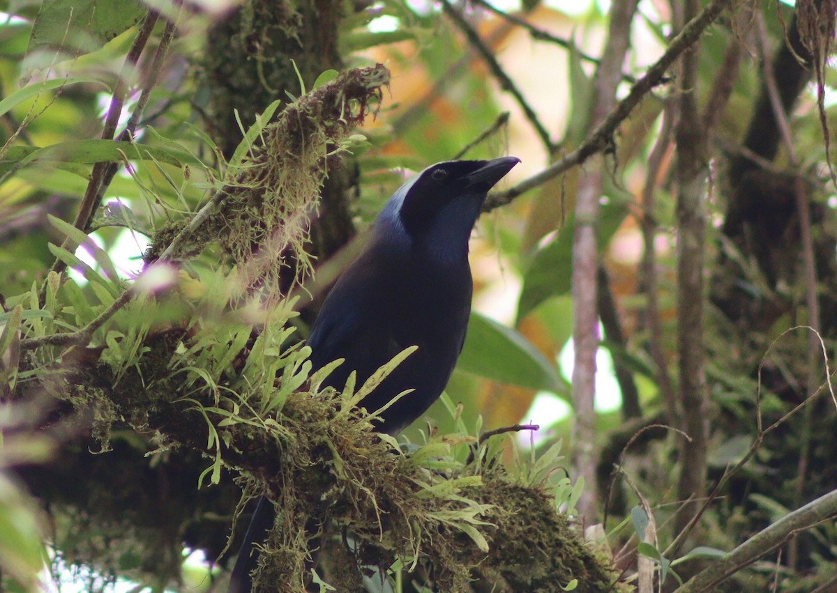 Beautiful Jay - ML640188110