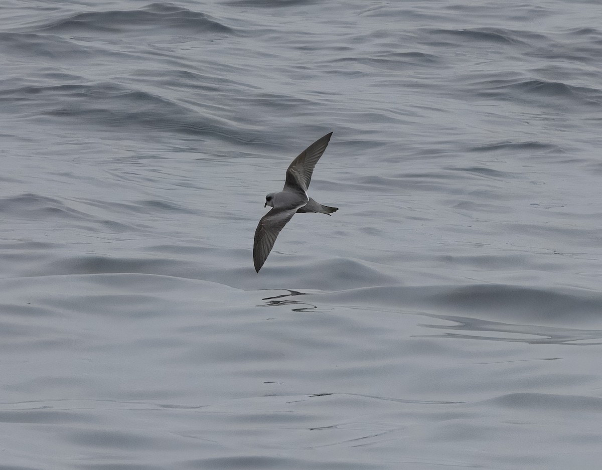 Fork-tailed Storm-Petrel - ML640188151