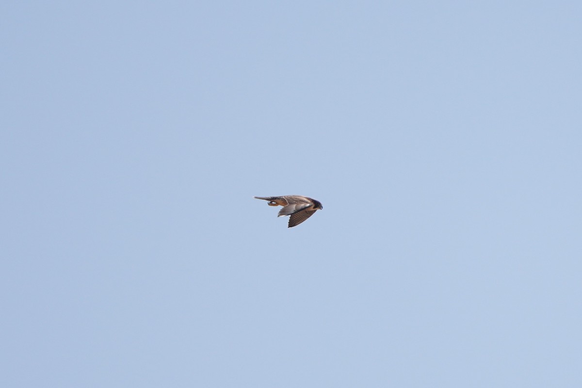 Peregrine Falcon - ML640188174