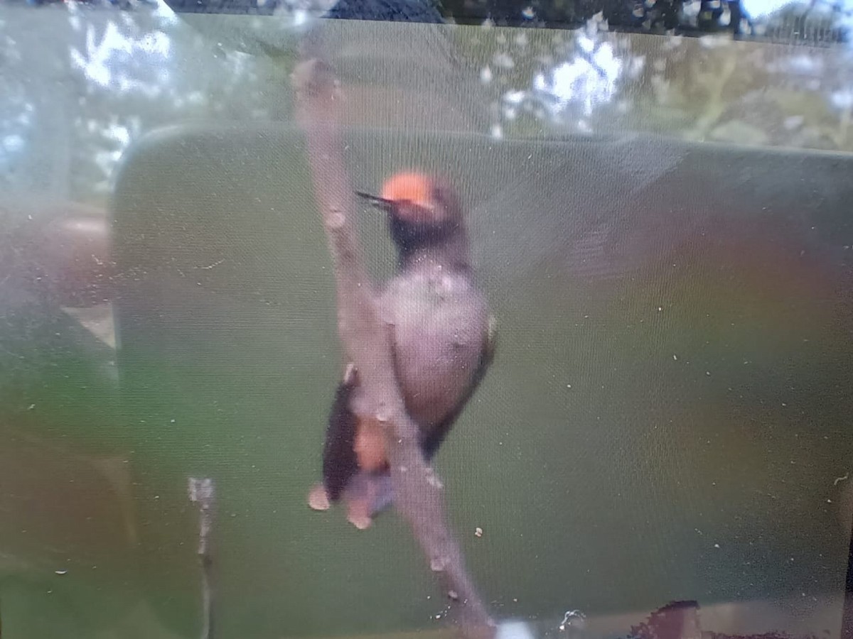 Rufous-crested Coquette - ML640188185