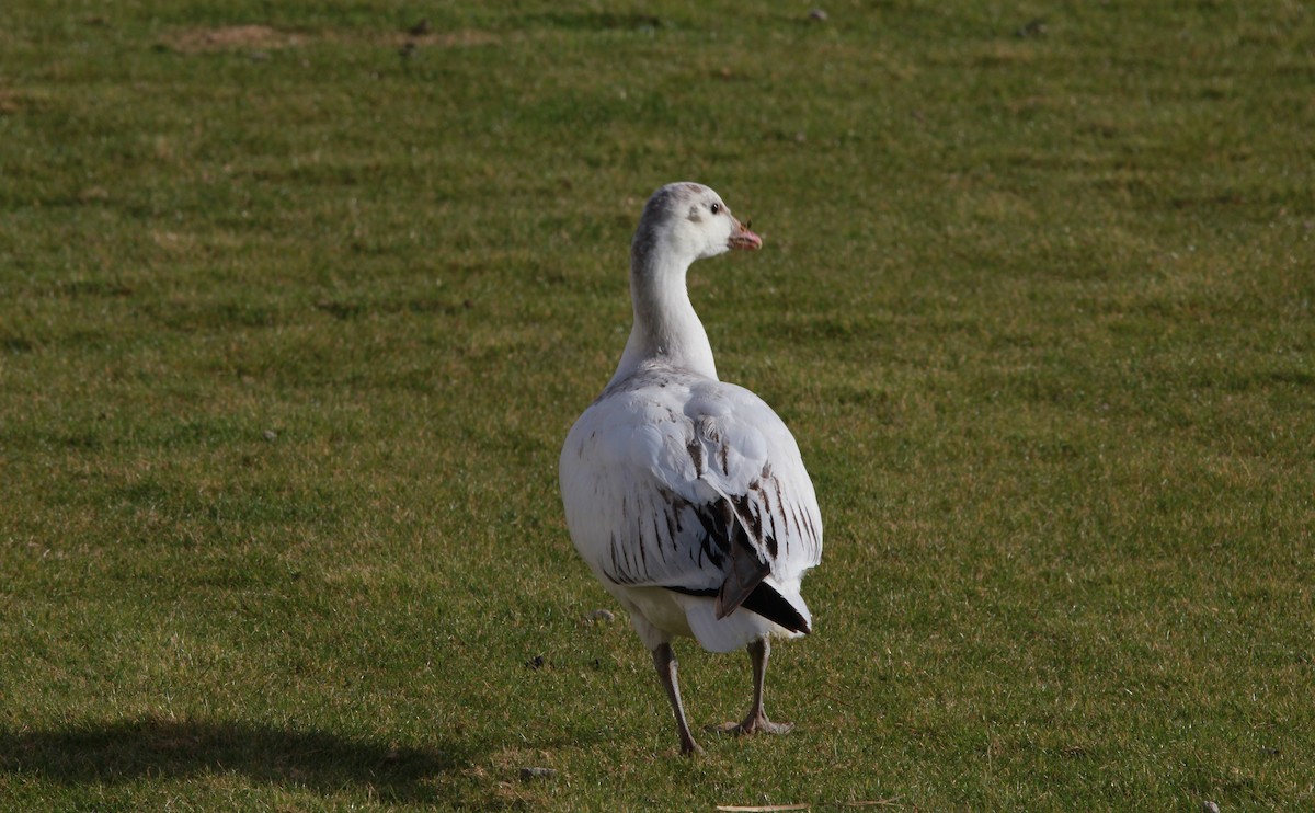 Snow/Ross's Goose - ML640188198