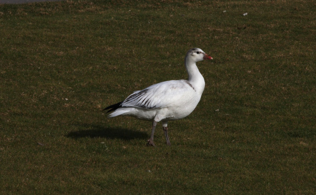 Snow/Ross's Goose - ML640188199