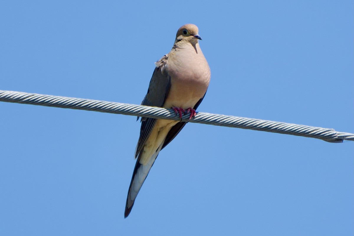 Mourning Dove - ML640188207