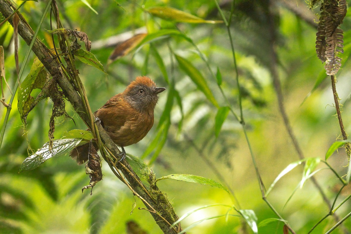 Uniform Antshrike - ML640188211