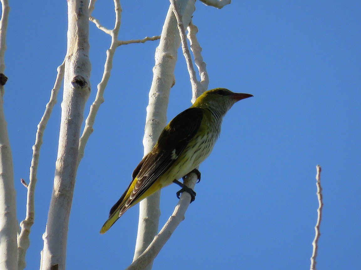 Eurasian Golden Oriole - ML640188228